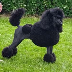 Střední pudl - Velvety Shadows