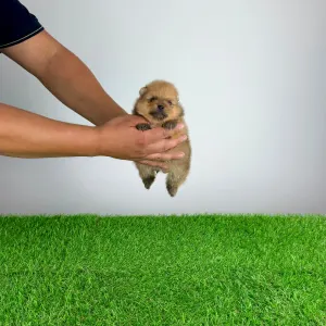 Pomeranian - Texus