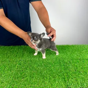 Chihuahua - Phoenix 