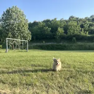 Welsh Corgi Pembroke - Amira Royal Treasure 