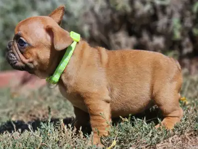 French Bulldog - Uranus