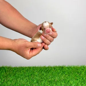 Cavalier King Charles Spaniel - Key