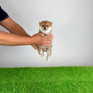 Shiba - Xara