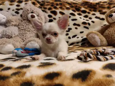Chihuahua - Tiktok