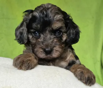 Cavapoo - Max