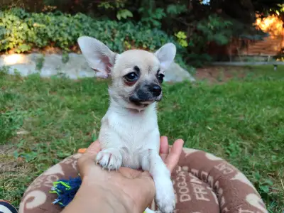 Chihuahua - Vízililiom