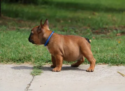 Bulldog francese - Elton