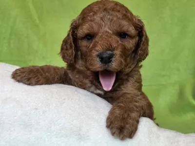 Cavapoo - Jackson