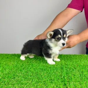 Pembroke Welsh Corgi - Rommy