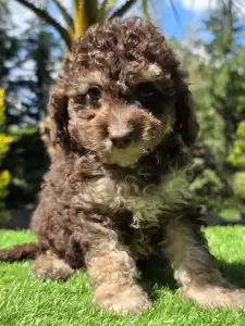 Cavapoo - Fedra