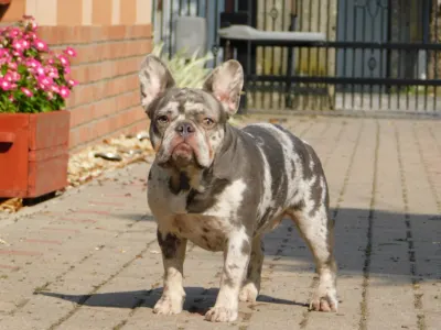 Bulldog francese - Alíz