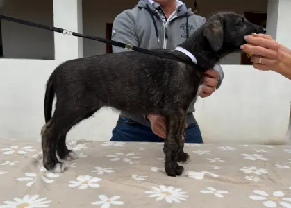 Irischer Wolfshund - Brittany