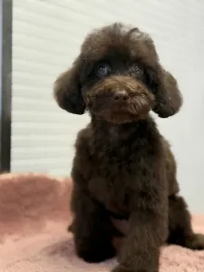 Poodle Miniature - Dóra ( Little Dwarf )