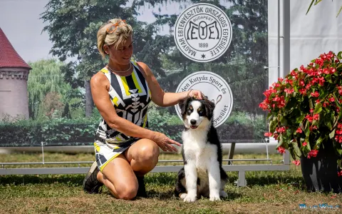 Australian Shepherd - Budnat Aussies