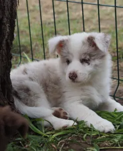 Border Collie - Sweet Like Harmony 2