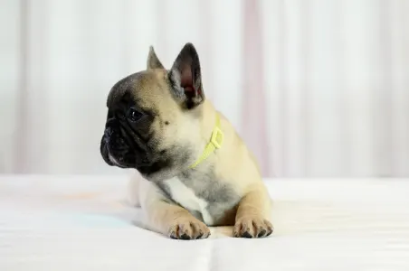 French Bulldog - Wish Wonderful Grove