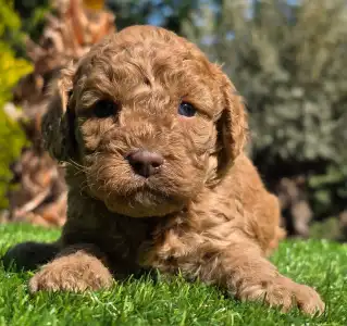 Cavapoo - Jam