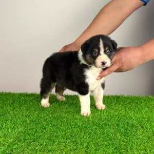 Australian Shepherd - Cash