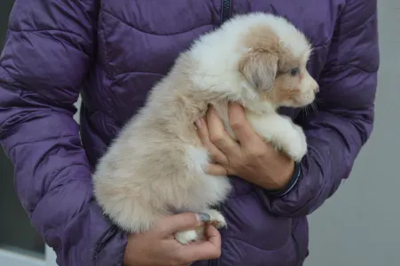 Border Collie - Blue