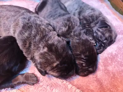 Cane Corso Italiano - Amore Redentore Antrax