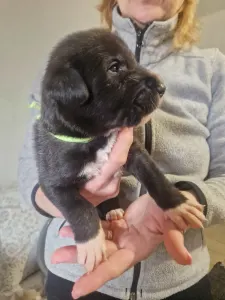 Irish Wolfhound - Brooklyn