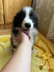 Border Collie - Dazzling Borders Alexander The Moonlight Dancer 