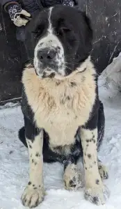 Közép-ázsiai juhászkutya - Dzhakhat Iz Zamka Larisi