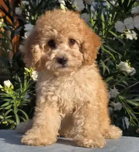 Cavapoo - Filou