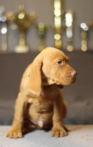 Wyżeł węgierski krótkowłosy - Pörgelóci Land Rover