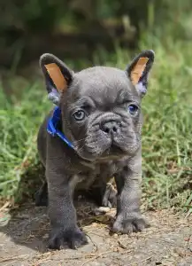French Bulldog - Hugo