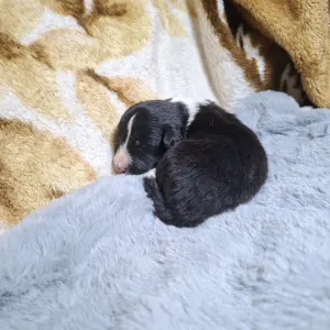 Border Collie - Dazzling Borders