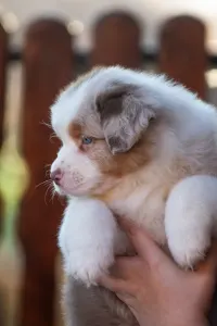 Australian Shepherd - Winstead Grand Illusions