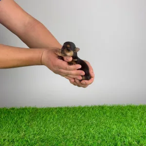 Yorkshire Terrier - Sofie