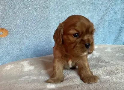 Cavalier King Charles Spaniel - Rowley
