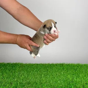 Welsh Corgi Pembroke - Zyrus