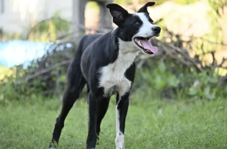 Border Collie - Graham