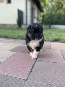 Australian Shepherd - Honour For The Brave Denver