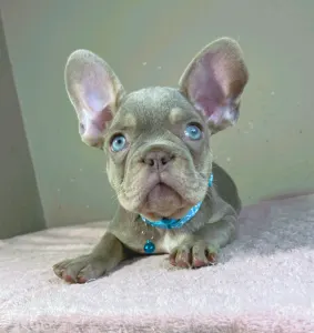 Buldog francuski - Enzo