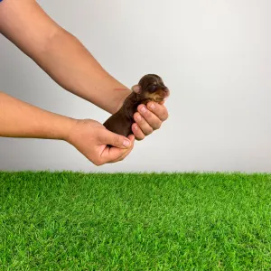 Yorkshire Terrier - Livius