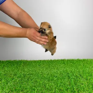 German Pomeranian Spitz - Qually