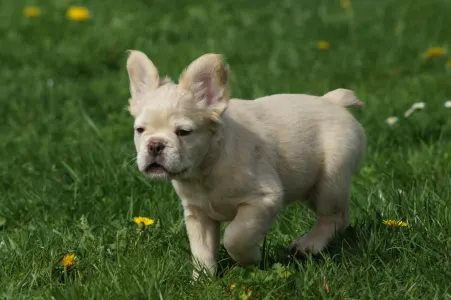 Französische Bulldogge - Icebear