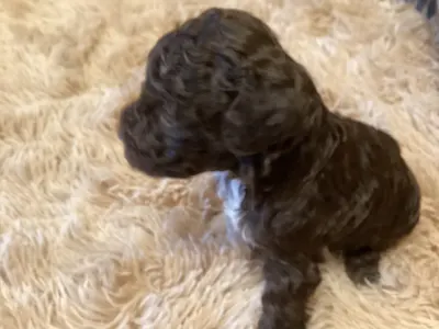 Romagna Water Dog - Bobby