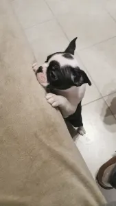 Boston Terrier - Bon-Bon