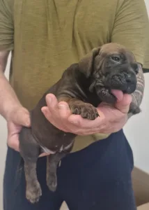 Brazilski pas - Jasmin, Joana, Jovana, Julieth