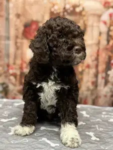 Romagna Water Dog - Grain Of Sand Galileo Galileis Stars 