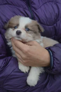 Border Collie - Aston