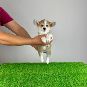 Pembroke Welsh Corgi - Penny