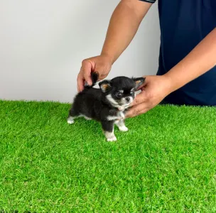 Chihuahua - Nici