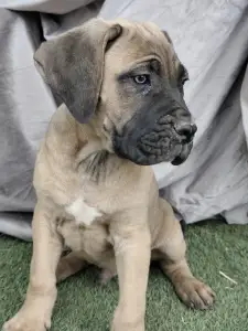 Cane Corso Italiano - Amore Redentore Ant