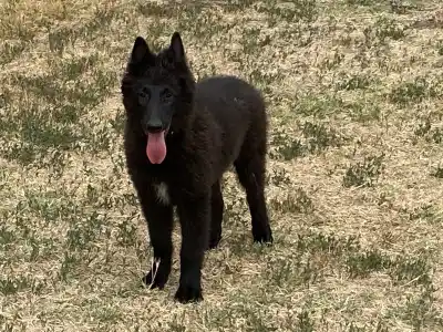 Belgian Shepherd Dog - Gerőcsvári Freddie